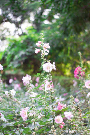 pink, red, and white flowers in a meadow with green leaf background bokehの写真素材