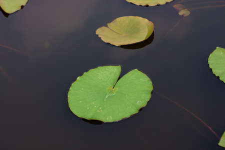 lotus lily pads in a dark still pondの写真素材