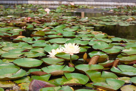 yellow lotus flower in a lily pondの写真素材