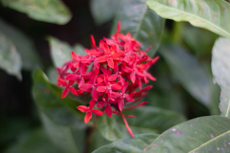 closeup of red flowers with bokeh green backgroundの写真素材