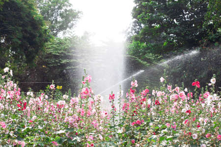 meadow of red, white, pink flowers watered by sprinkler systemの写真素材