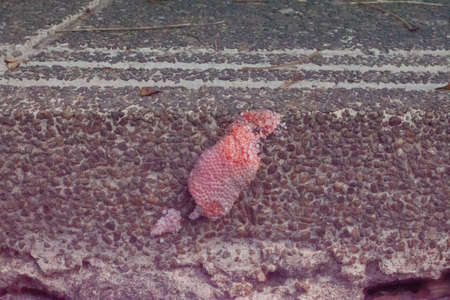 pink eggs of Ampullariidae apple snail growing on pebble stone step near fresh waterの写真素材