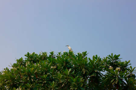 white heron standing on top of green tree with clear blue backgroundの写真素材