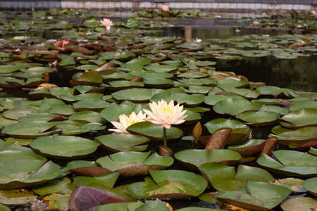 yellow lotus flower blossom growing floating in lily pad pondの写真素材