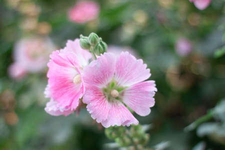 closeup of pink flower with bokeh green floral backgroundの写真素材