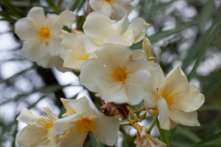 yellow and white flowers outdoors in springtime with green leaf backgroundの写真素材