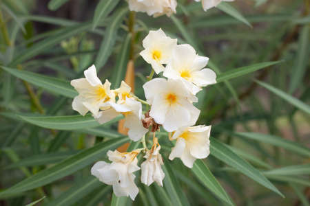 yellow and white flowers outdoors in springtime with green leaf backgroundの写真素材