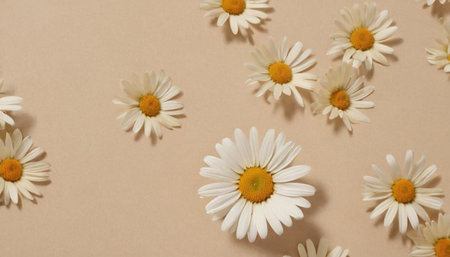 White daisies on a beige background. Flat lay, top view.の素材