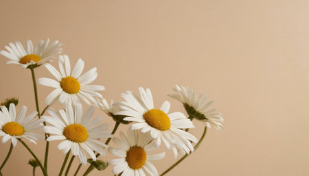 white daisies on a beige background, close-upの素材