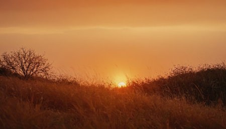 Sunset in the meadow with grass and trees in the foregroundの素材