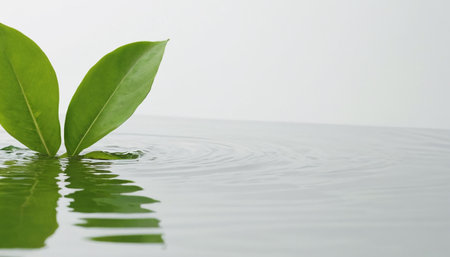 Green leaf on the water surface with water ripples and copy spaceの素材