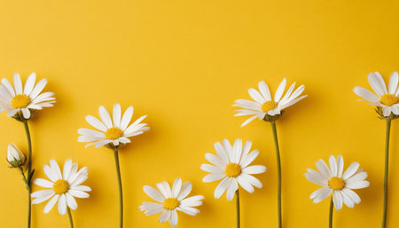 White daisies on yellow background. Flat lay, top viewの素材