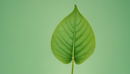 Green leaf on a green background with copy space for your text.の素材