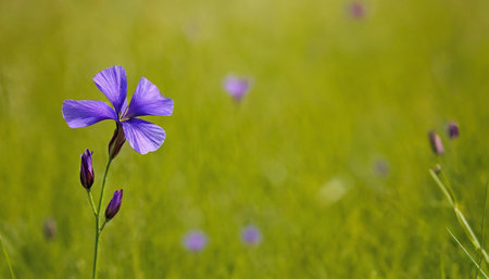 purple flower on a green background, close-up with space for textの素材