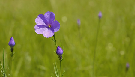 purple flower on a background of green grass in the meadowの素材