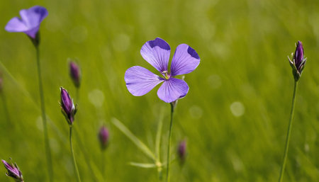 Flax (Linum usitatissimum) in the fieldの素材