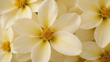 White dahlia flowers close-up. Floral background.の素材