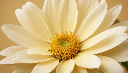 Close up of a white chrysanthemum with yellow centerの素材
