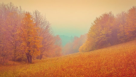 Autumn landscape with foggy meadow and trees. Vintage styleの素材