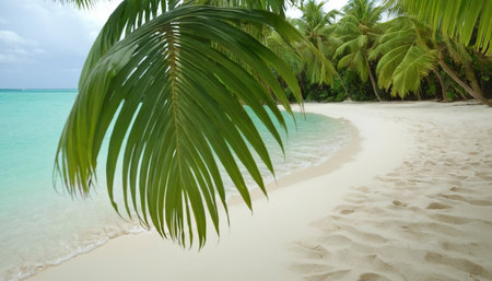 Beautiful tropical beach with coconut palm tree at Seychellesの素材