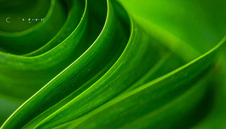 Green leaf texture background with copy space for text or image, nature conceptの素材