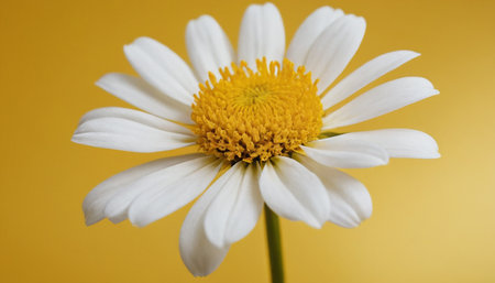 White daisy on yellow background. Shallow depth of field.の素材