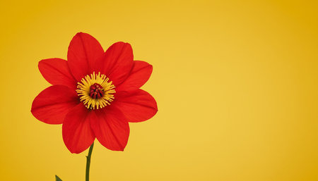 Red dahlia on yellow background with copy space for your textの素材