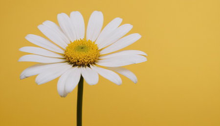 White daisy on yellow background with copy space for your text.の素材