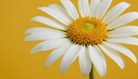 White daisy on a yellow background. Shallow depth of field.の素材