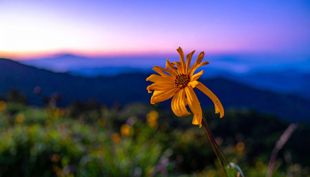 Yellow flower in the morning at Doi Inthanon National Park, Thailand.の素材