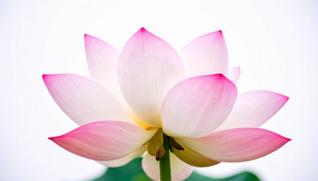 Beautiful pink lotus flower blooming in the pond with white backgroundの素材