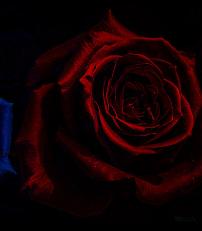 close up of red rose on black background with copy space for textの素材