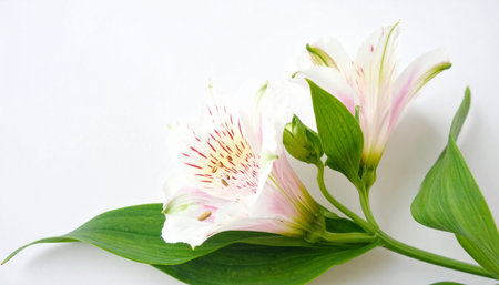 Alstroemeria flowers on a white background, close-upの素材