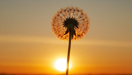 Dandelion flower against the background of the setting sun. Soft focus.の素材