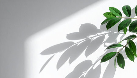 Green leaves with shadow on white wall. Minimal nature concept.の素材