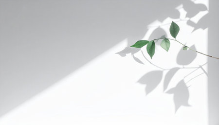 Shadow of leaves on white wall background. Copy space for text.の素材