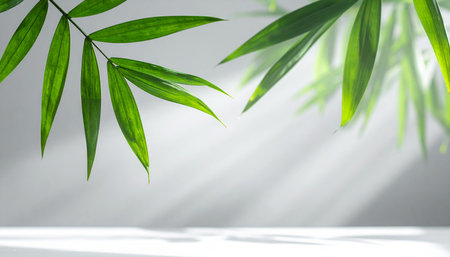 Green bamboo leaves on white wall with sunlight. Nature background. Copy space.の素材