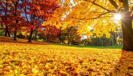 Beautiful autumn leaves in the park. Fall landscape with colorful trees.の素材
