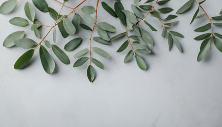Eucalyptus branches on grey background. Flat lay, top viewの素材