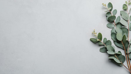 Eucalyptus branches on grey background. Flat lay, top view, copy spaceの素材
