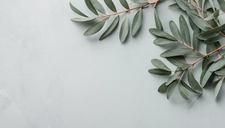 Eucalyptus branches on grey background. Flat lay, top viewの素材