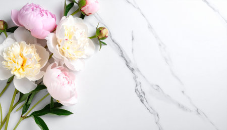 White and pink peoniesle background. Flat lay, top viewの素材