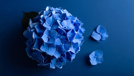 Blue hydrangea on blue background. Flat lay, top view.の素材