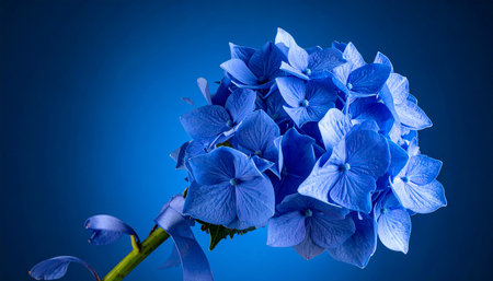 Blue hydrangea flower on blue background. Studio shot.の素材