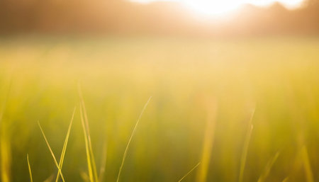 Green rice field in the morning light with bokeh background.の素材