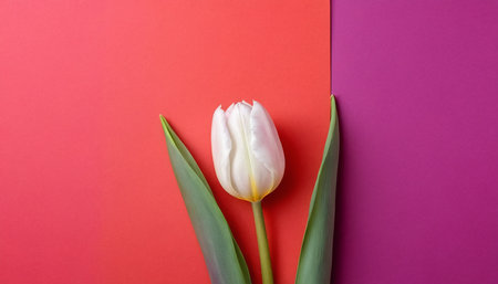 White tulip on a pink and violet background. Flat lay, top view.の素材