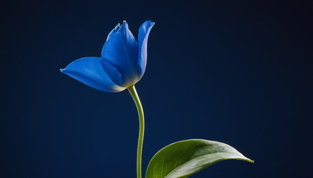 A single, vivid blue tulip with elegantly curved petals stands tall against a deep, solid blue background. The flower's petals are tightly closed, forming a classic tulip shape, with a subtle yellow glow emanating from its base. A single, large, pointed green leaf unfurls gracefully from the slender green stem. This studio portrait of the tulip emphasizes its striking color and graceful form. The clean background and focused lighting highlight the flower's delicate structure and vibrant hue,...の素材