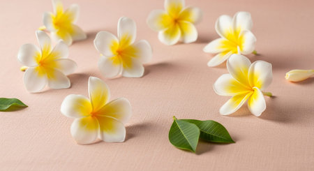 A collection of white and yellow plumeria flowers are artfully arranged on a soft pink textured surface. The petals of the flowers are a pristine white with vibrant yellow centers, creating a striking contrast. A few green leaves are scattered amongst the blooms, adding a touch of natural color. The overall composition is serene and evoking a sense of calm and natural beauty. The soft lighting highlights the delicate textures of the petals and the subtle grain of the background.の素材