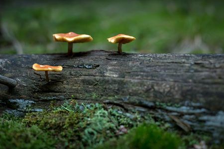 Three little mushrooms