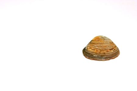 Seashell Soloの写真素材